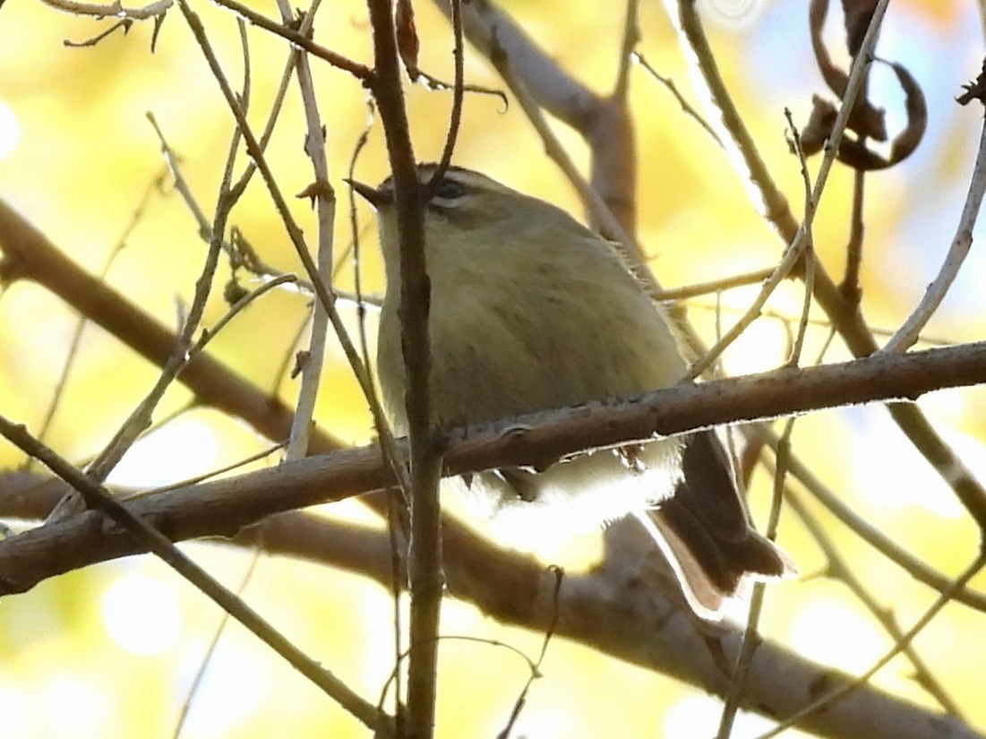 アメリカキクイタダキ - ML646596363