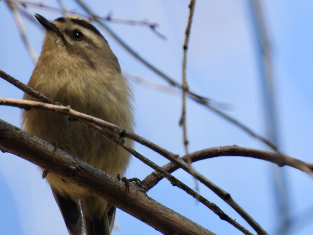 アメリカキクイタダキ - ML646596364