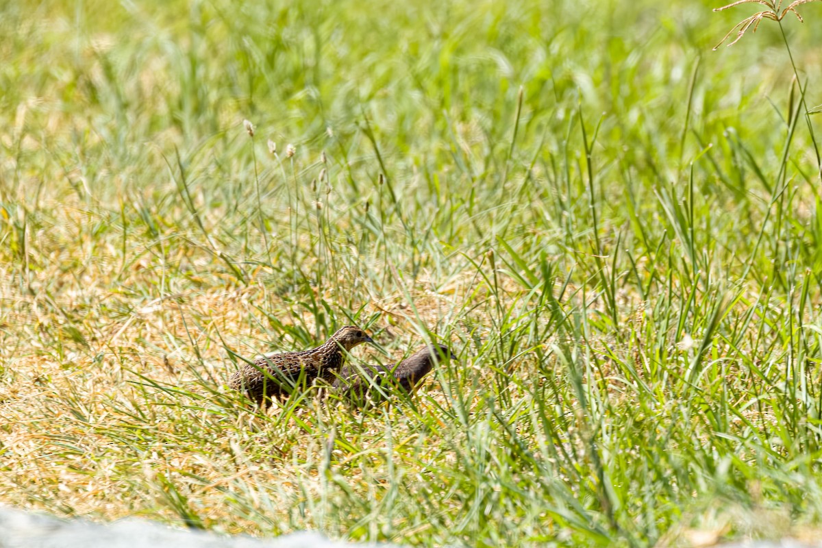 Brown Quail - ML646596365