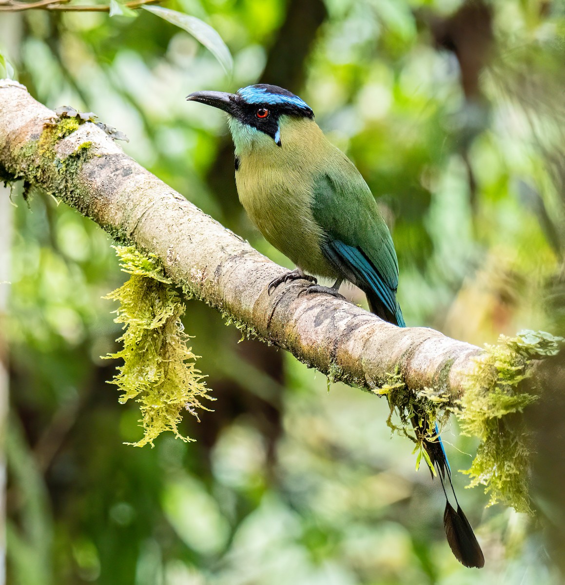 Andean Motmot - ML646596367