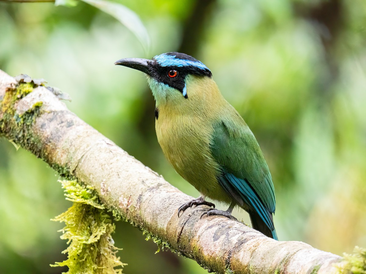 Andean Motmot - ML646596368