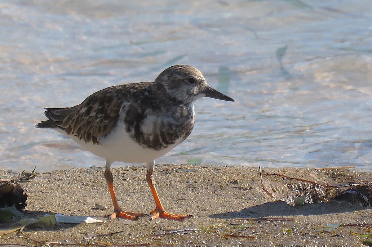 Ruddy Turnstone - ML646596377