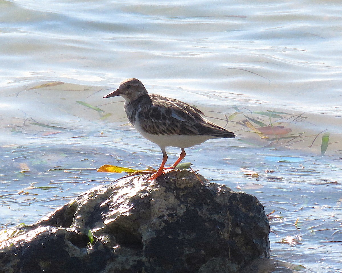 Ruddy Turnstone - ML646596379