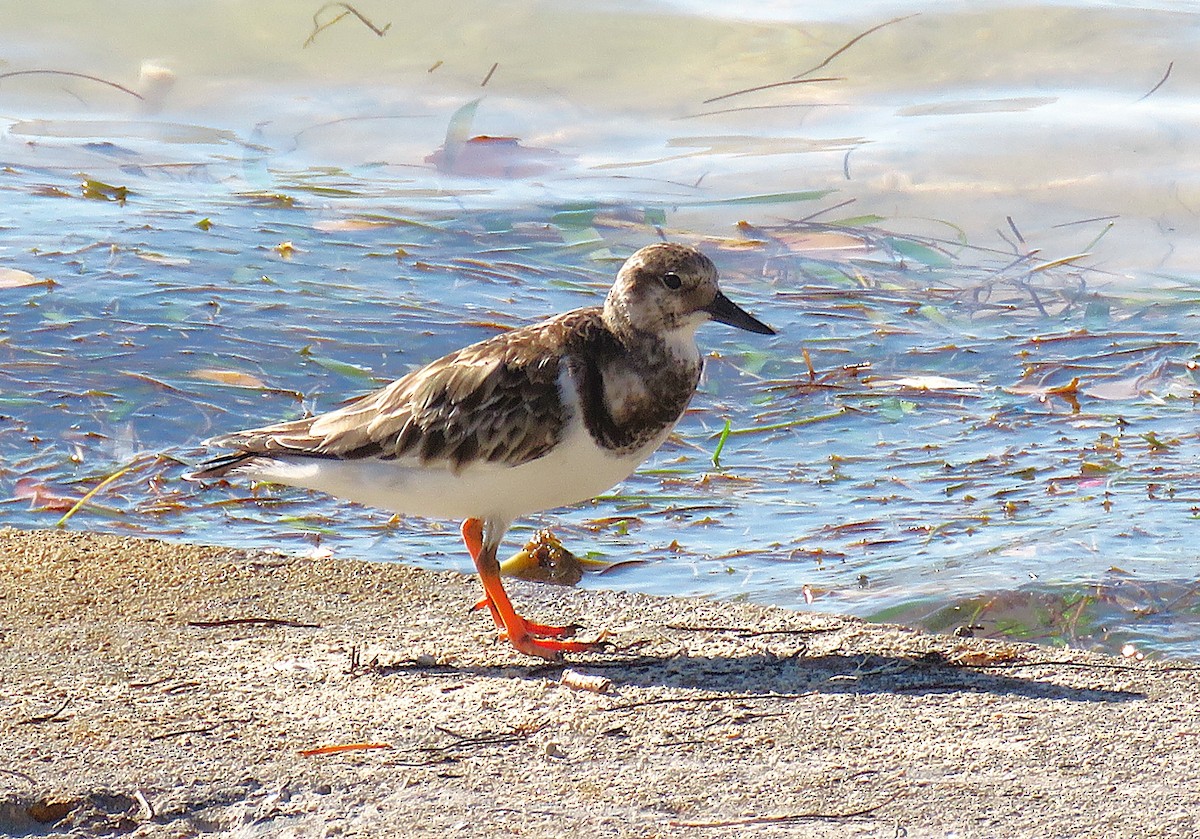 Ruddy Turnstone - ML646596380
