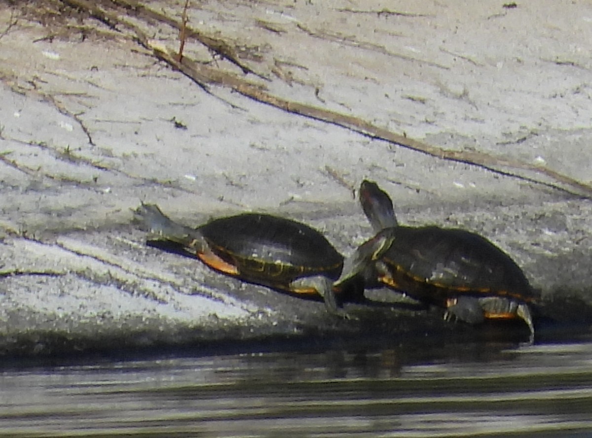 Reptiles - ML646596381