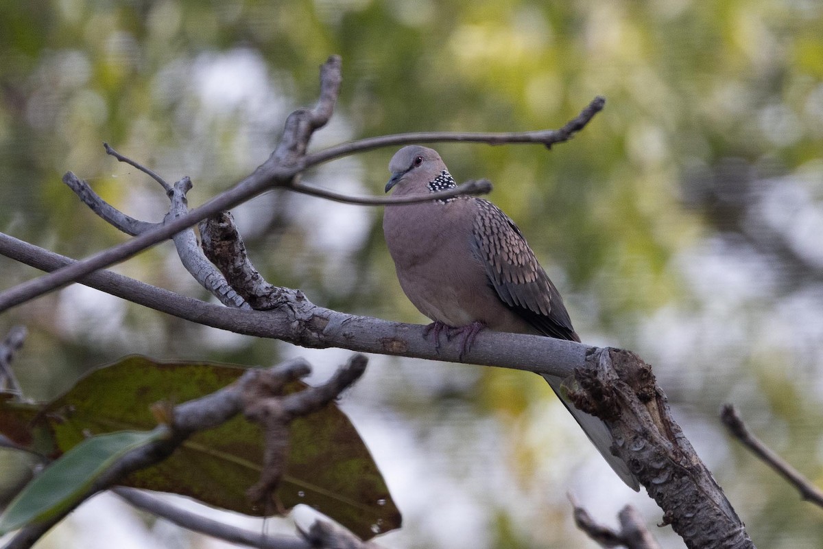 Spotted Dove - ML646596382