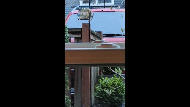 Yumuşak Tüylü Ağaçkakan - ML646596385