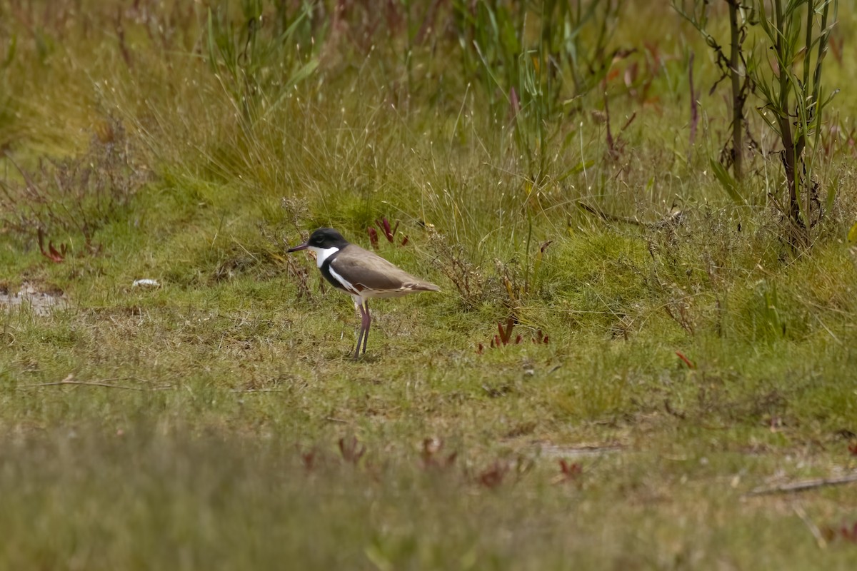 Schwarzbrust-Regenpfeifer - ML646596386