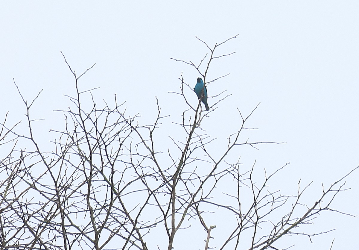 Цукрист блакитний - ML646596387