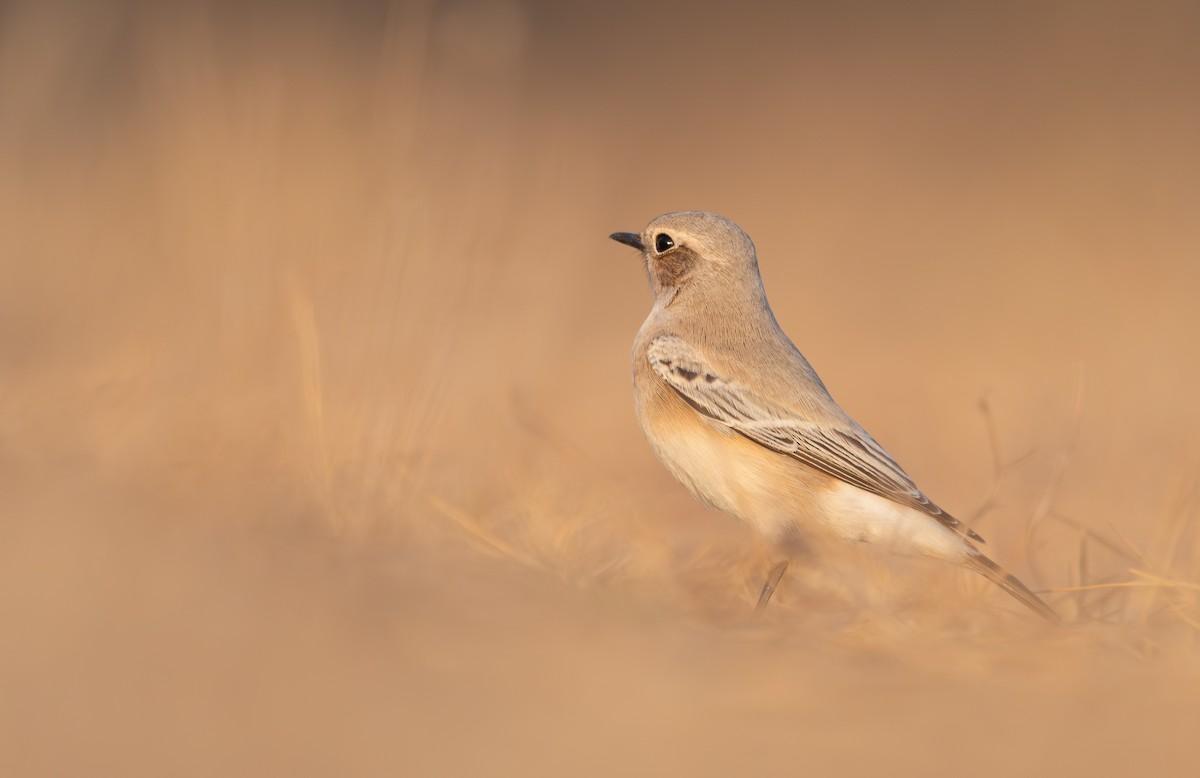 Desert Wheatear - ML646596388