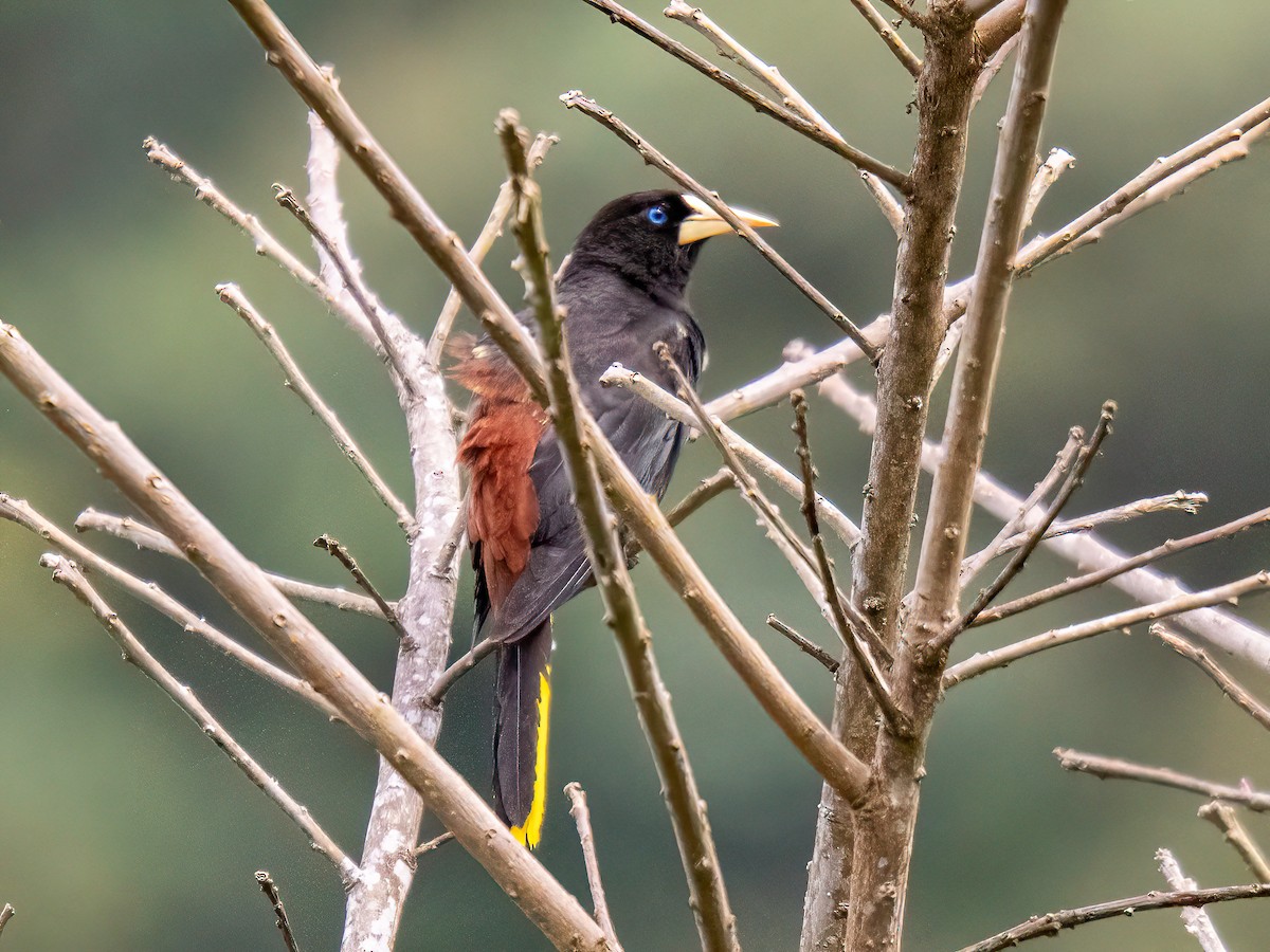 Crested Oropendola - ML646596390