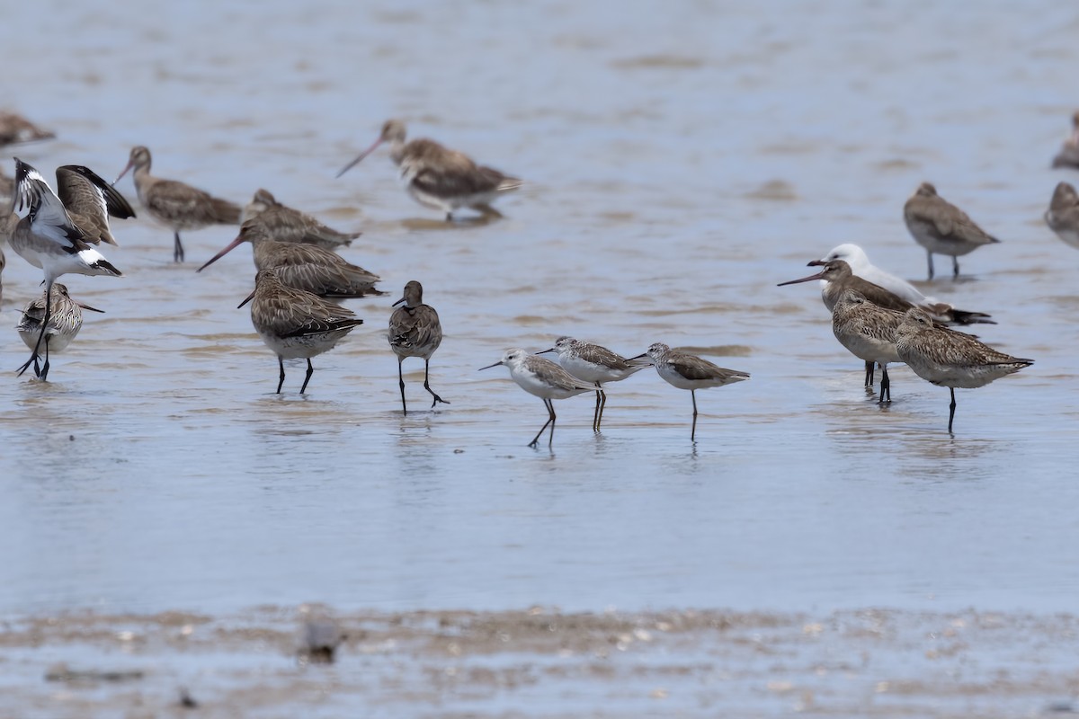 Teichwasserläufer - ML646596391