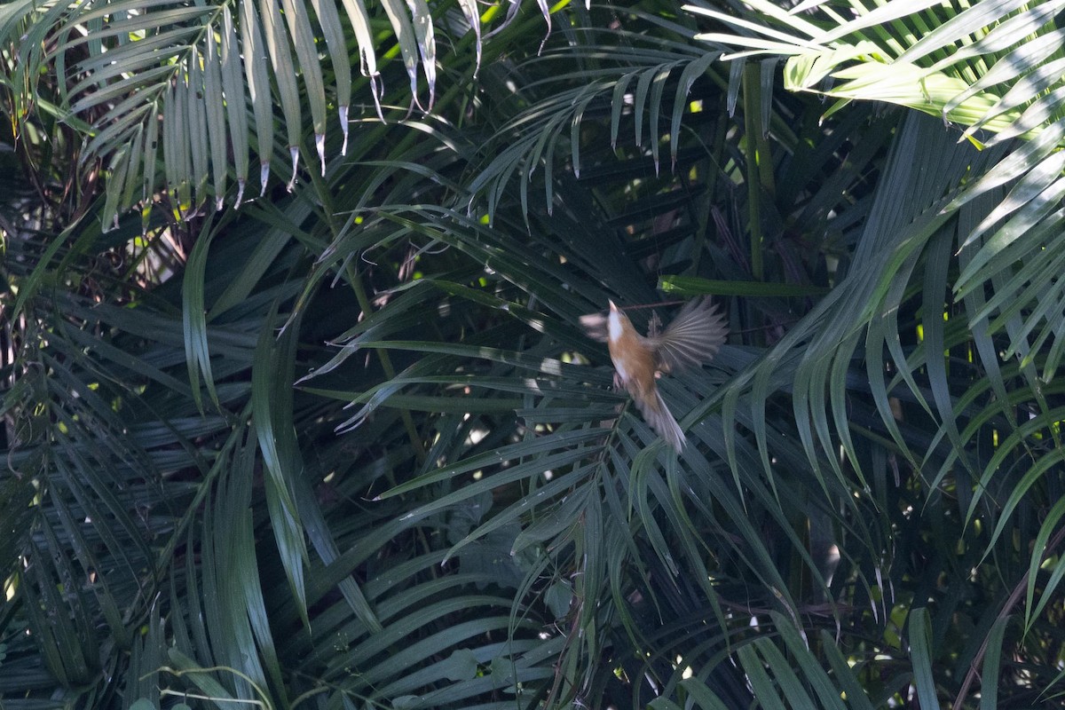 Tawny-bellied Babbler - ML646596401