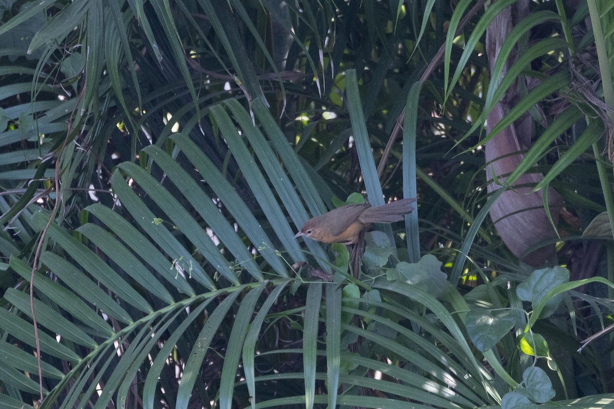 Tawny-bellied Babbler - ML646596402