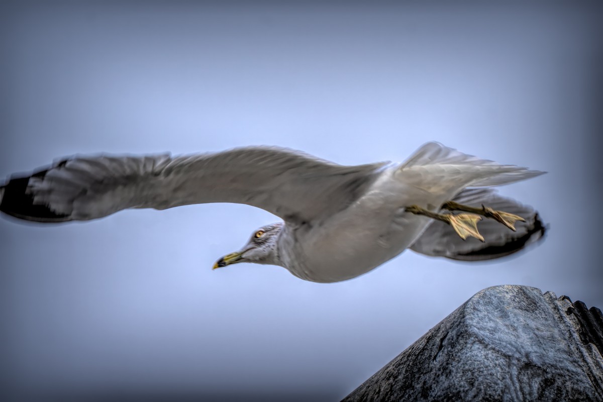 racek kroužkozobý - ML646596403