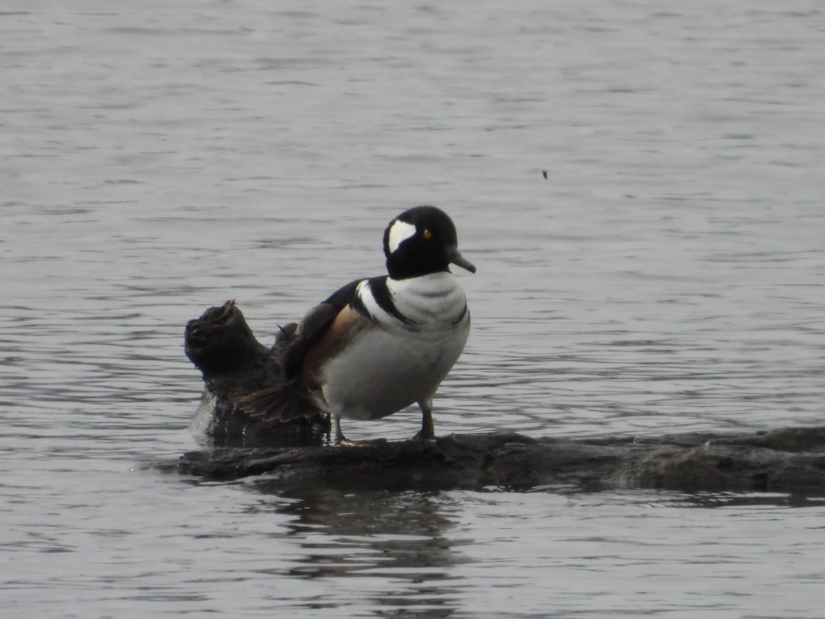 オウギアイサ - ML646596408