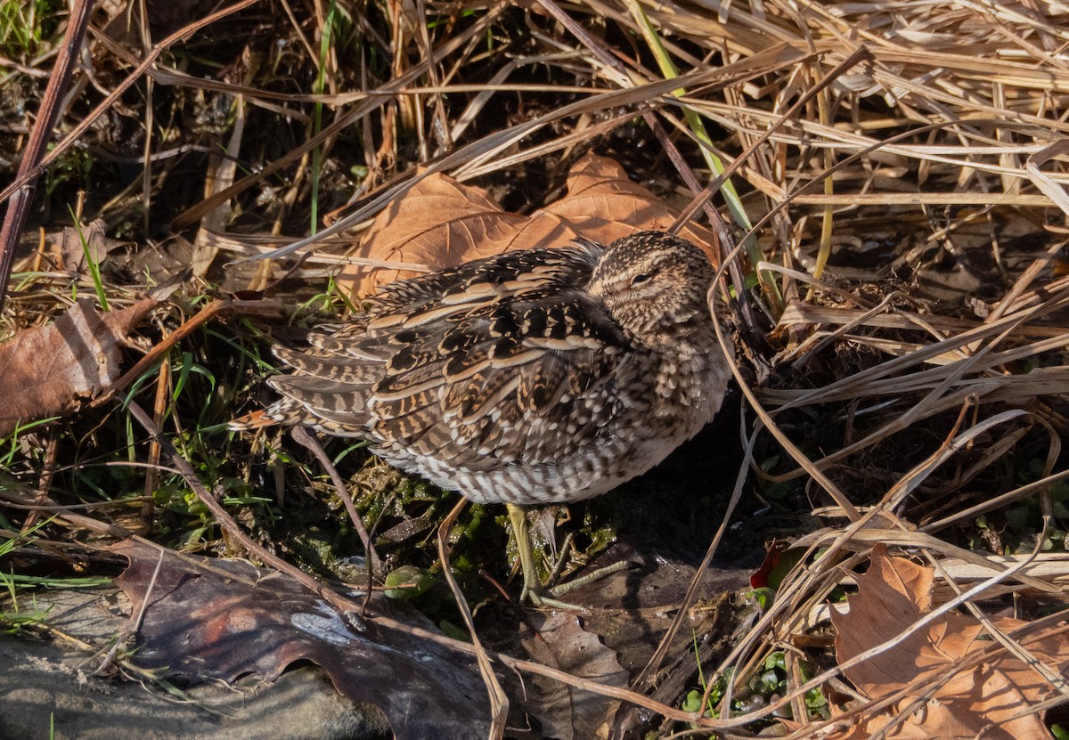 Wilson's Snipe - ML646596409