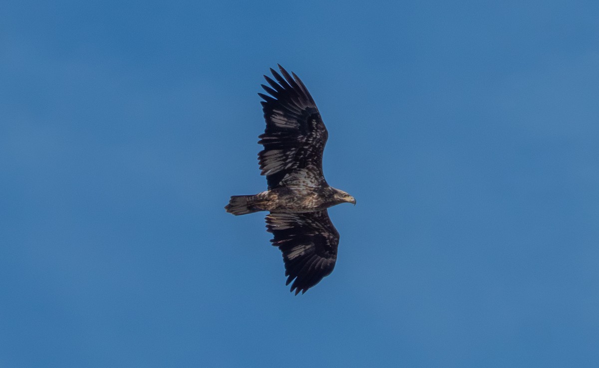 Pygargue à tête blanche - ML646596412