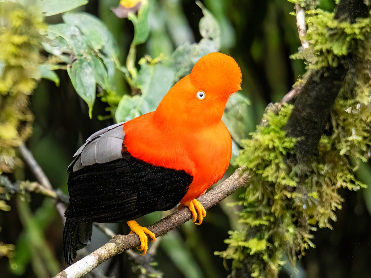 Andean Cock-of-the-rock - ML646596413