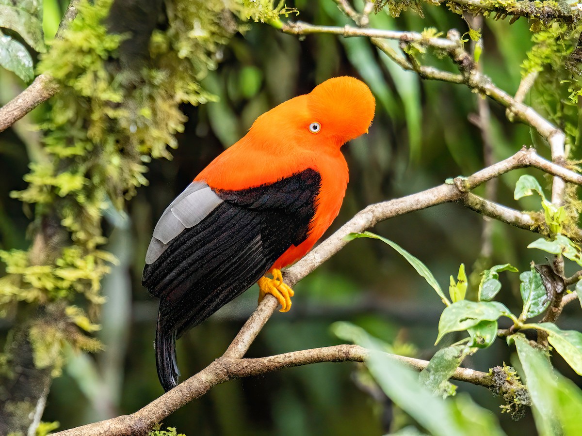 Andean Cock-of-the-rock - ML646596414