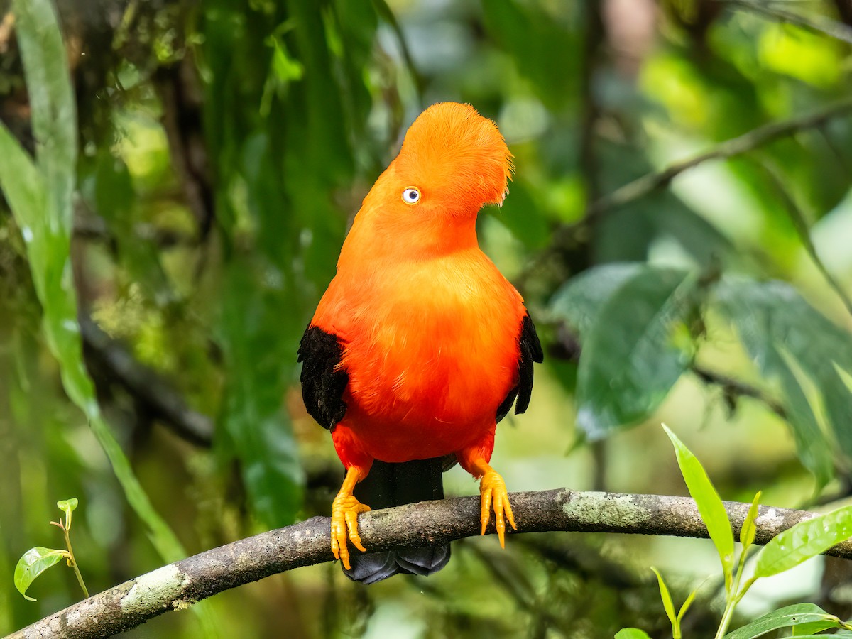 Andean Cock-of-the-rock - ML646596415