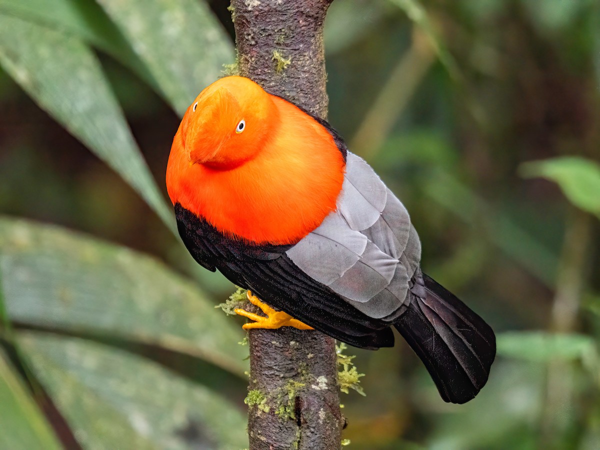 Andean Cock-of-the-rock - ML646596416