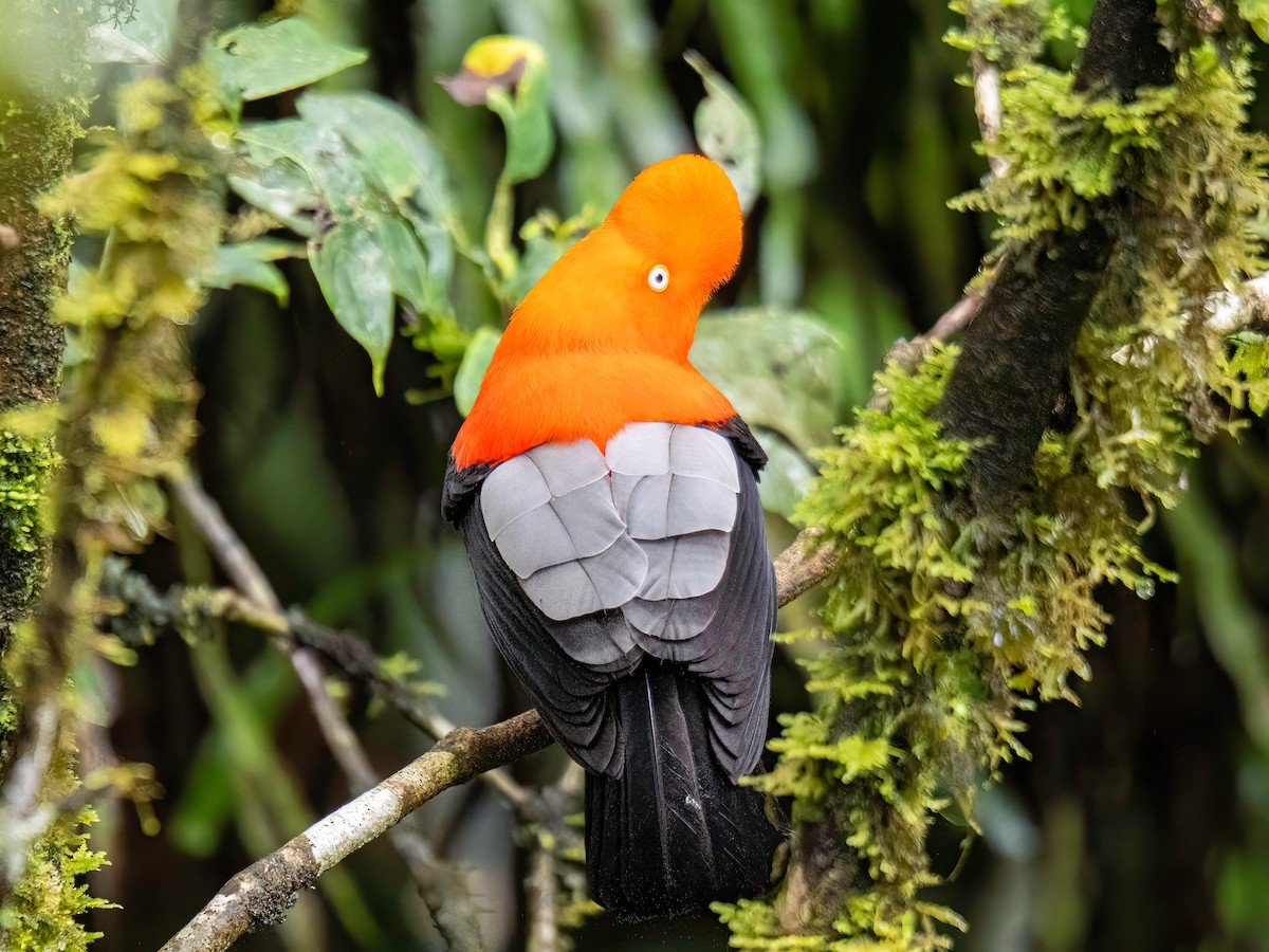 Andean Cock-of-the-rock - ML646596417