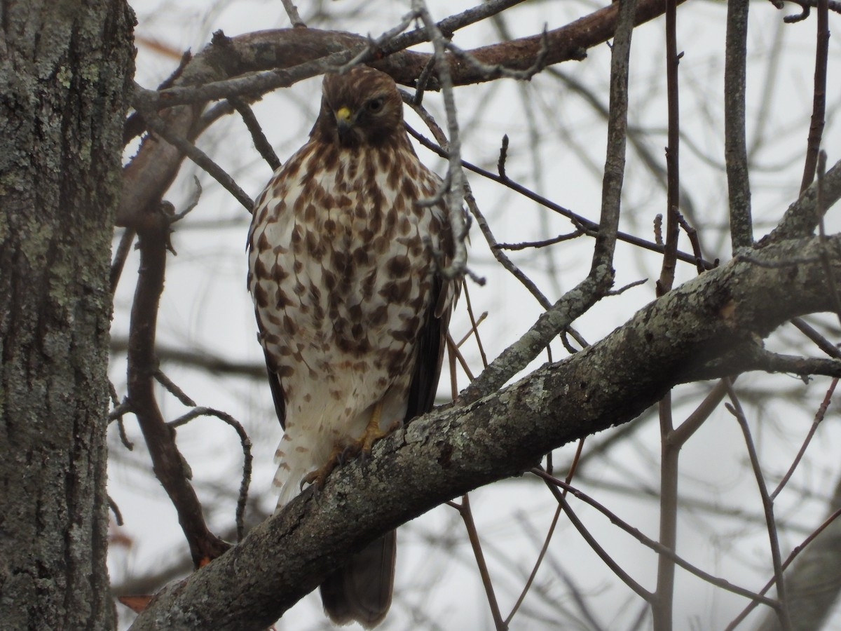 カタアカノスリ - ML646596420