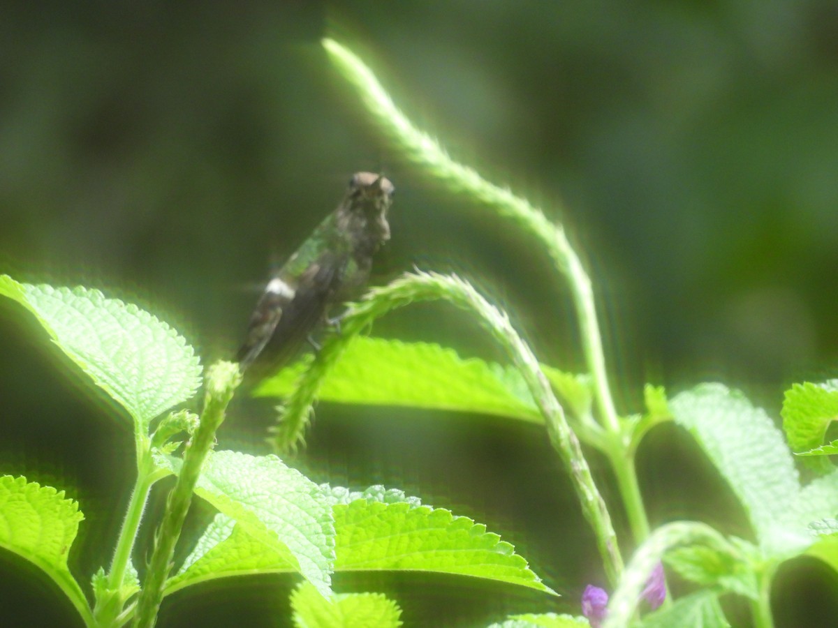 Butterfly Coquette - ML646596424