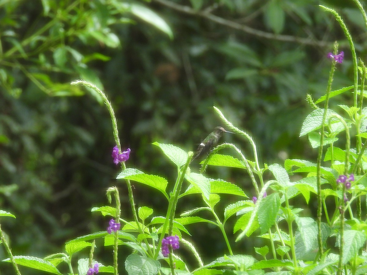 Butterfly Coquette - ML646596425