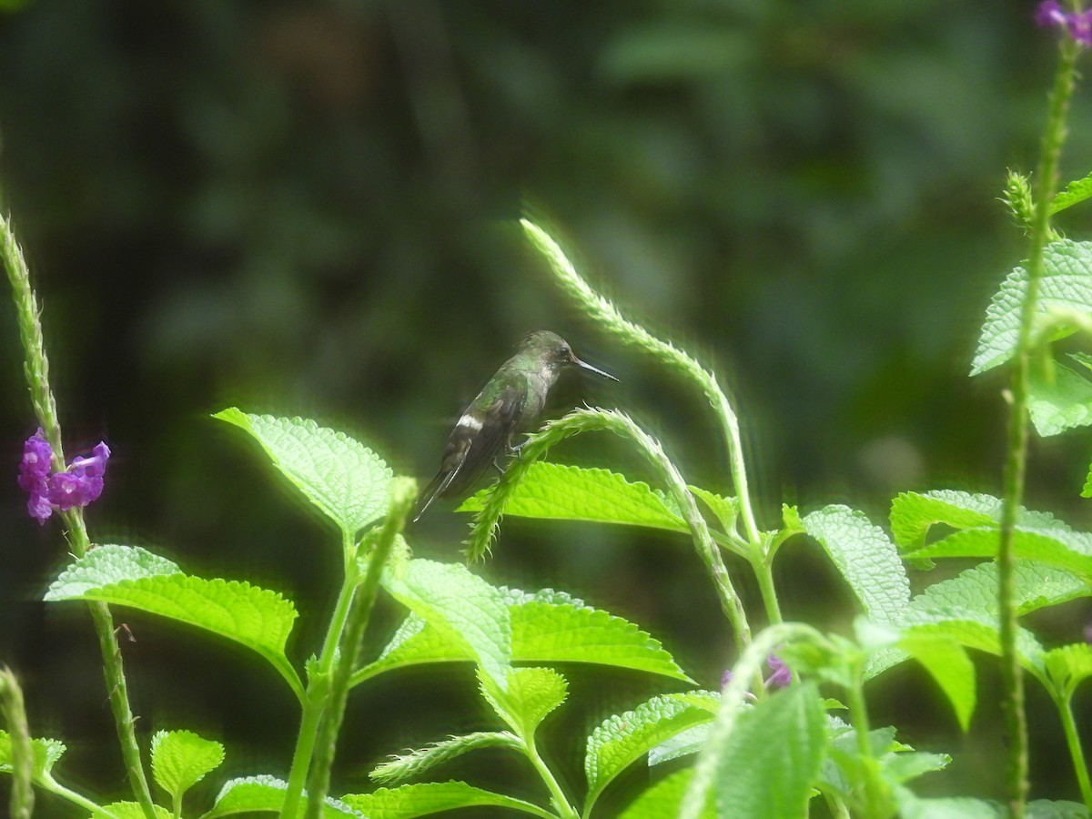 Butterfly Coquette - ML646596426