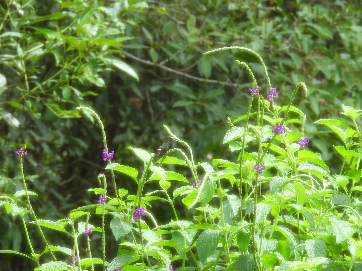 Butterfly Coquette - ML646596427