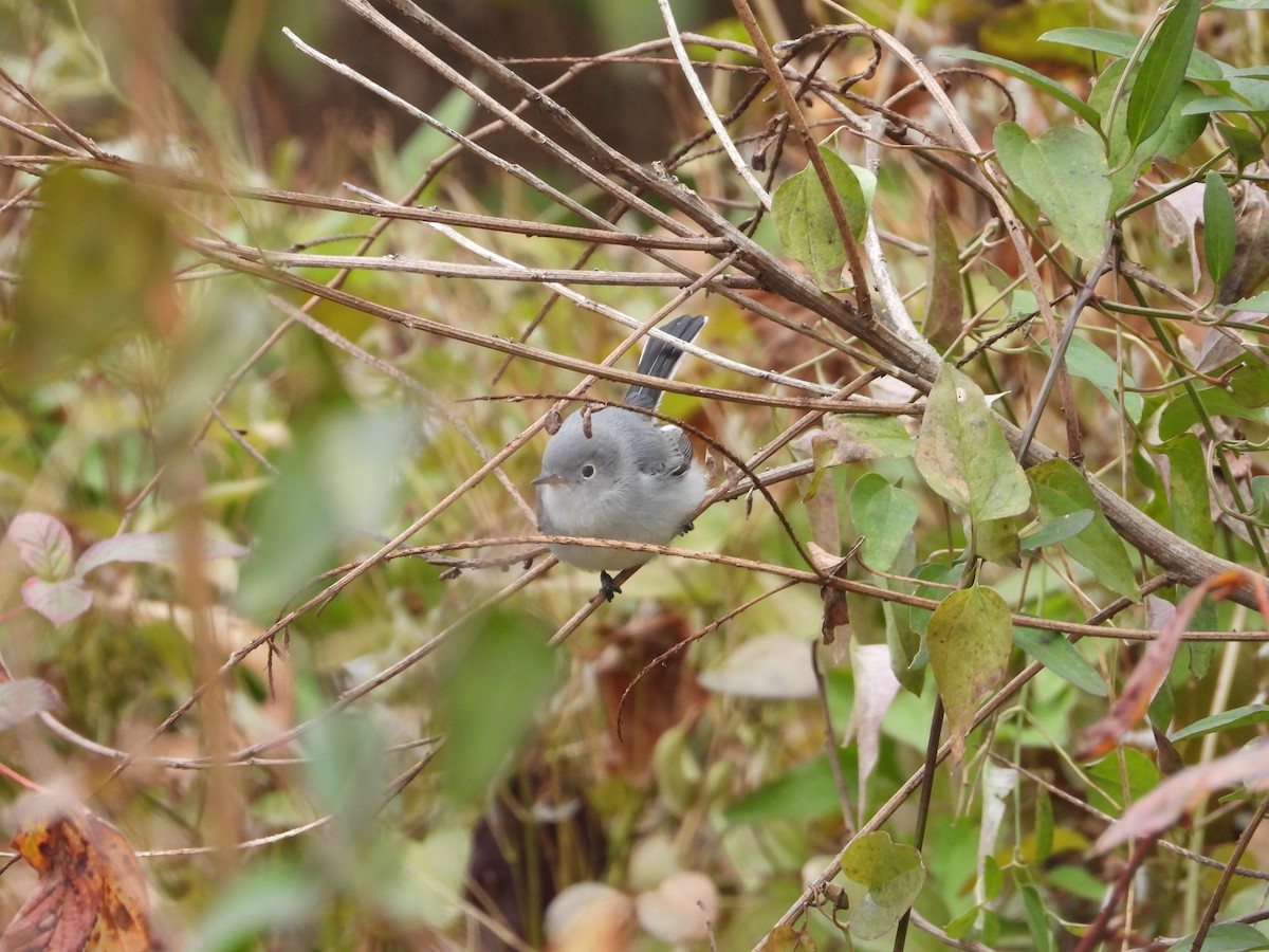 ブユムシクイ - ML646596429