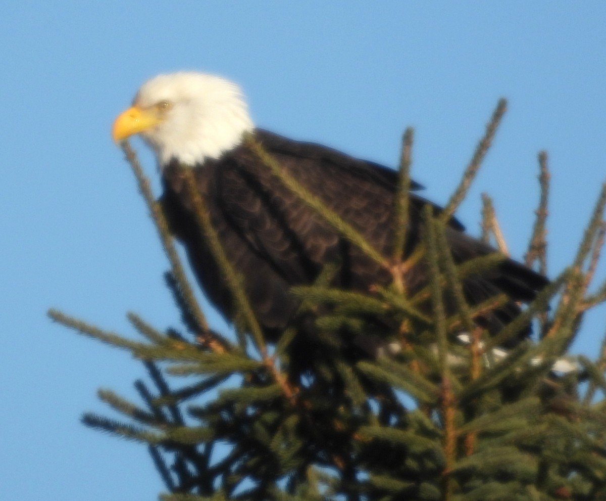 Pygargue à tête blanche - ML646596430