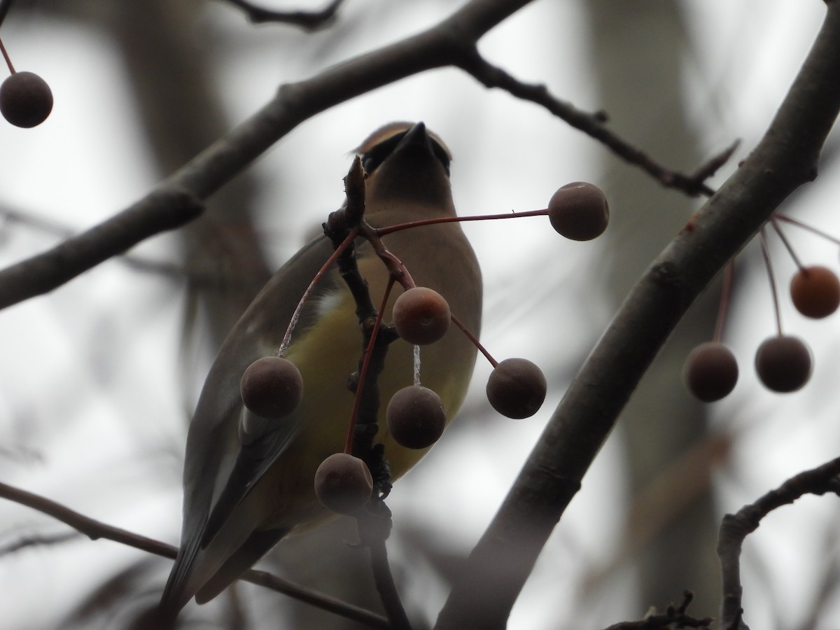 ヒメレンジャク - ML646596431