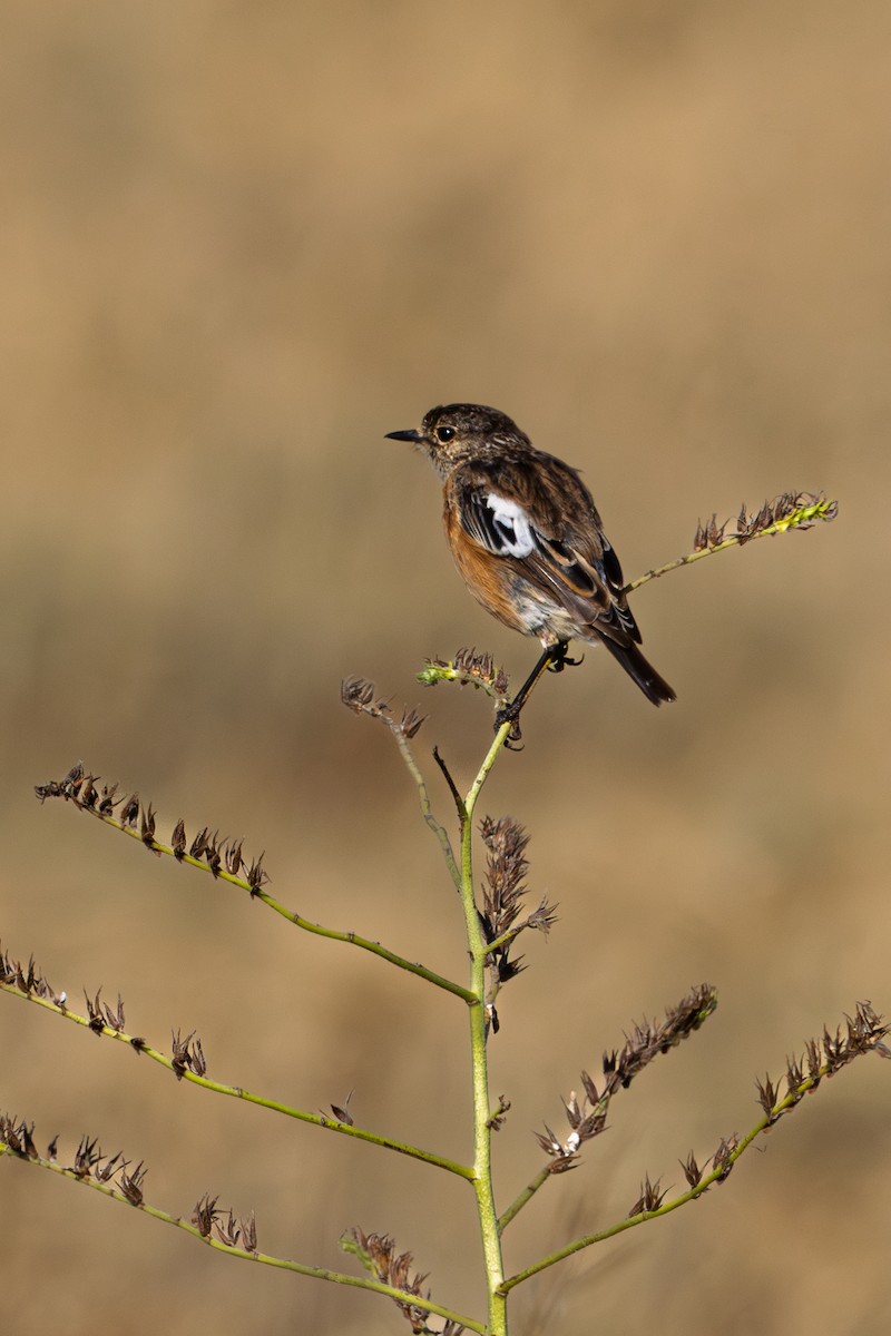 African Stonechat - ML646596432