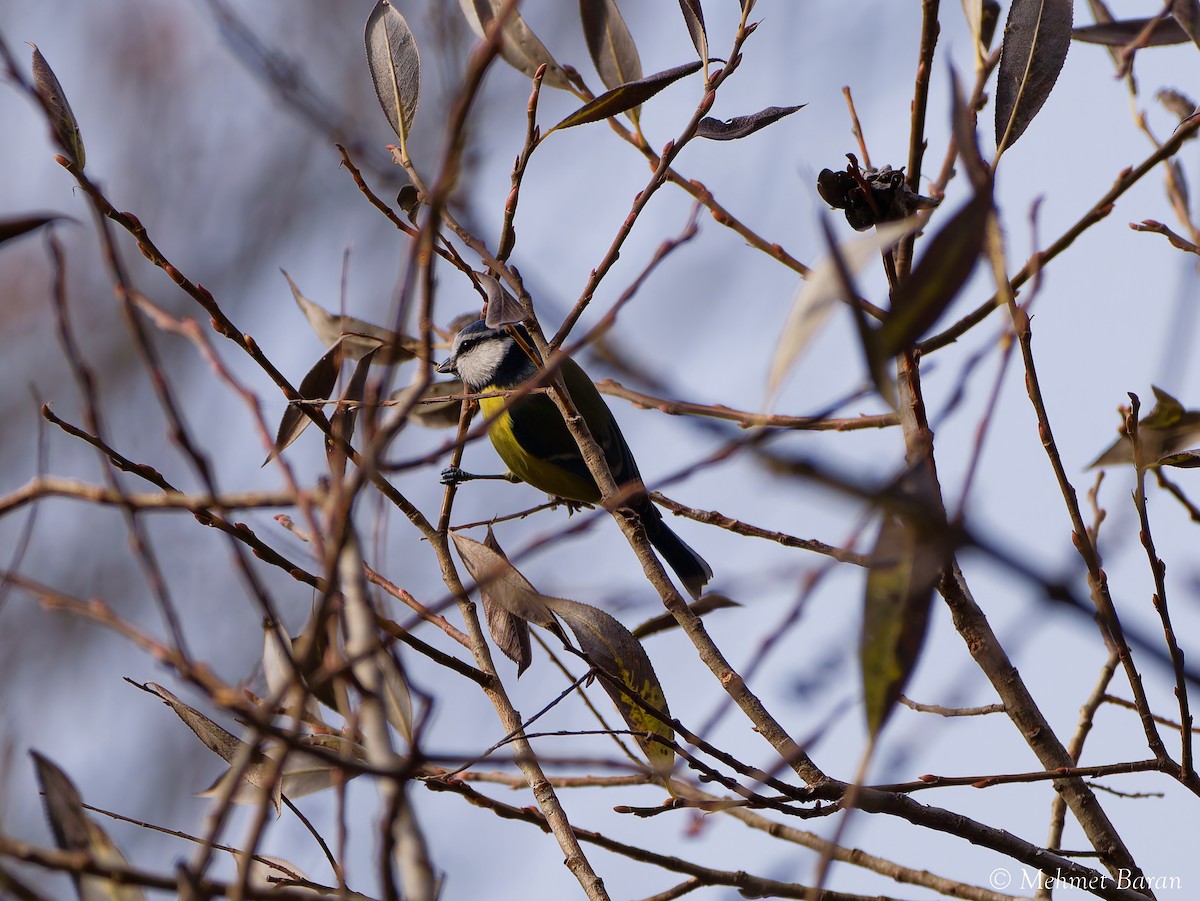 Amilotx urdin europarra - ML646596437