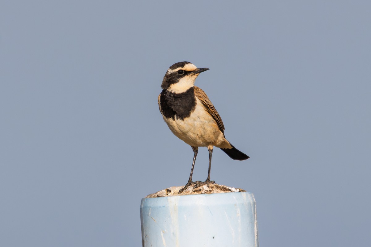 Capped Wheatear - ML646596438