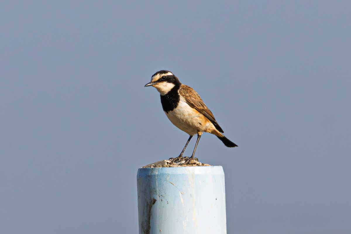 Capped Wheatear - ML646596439