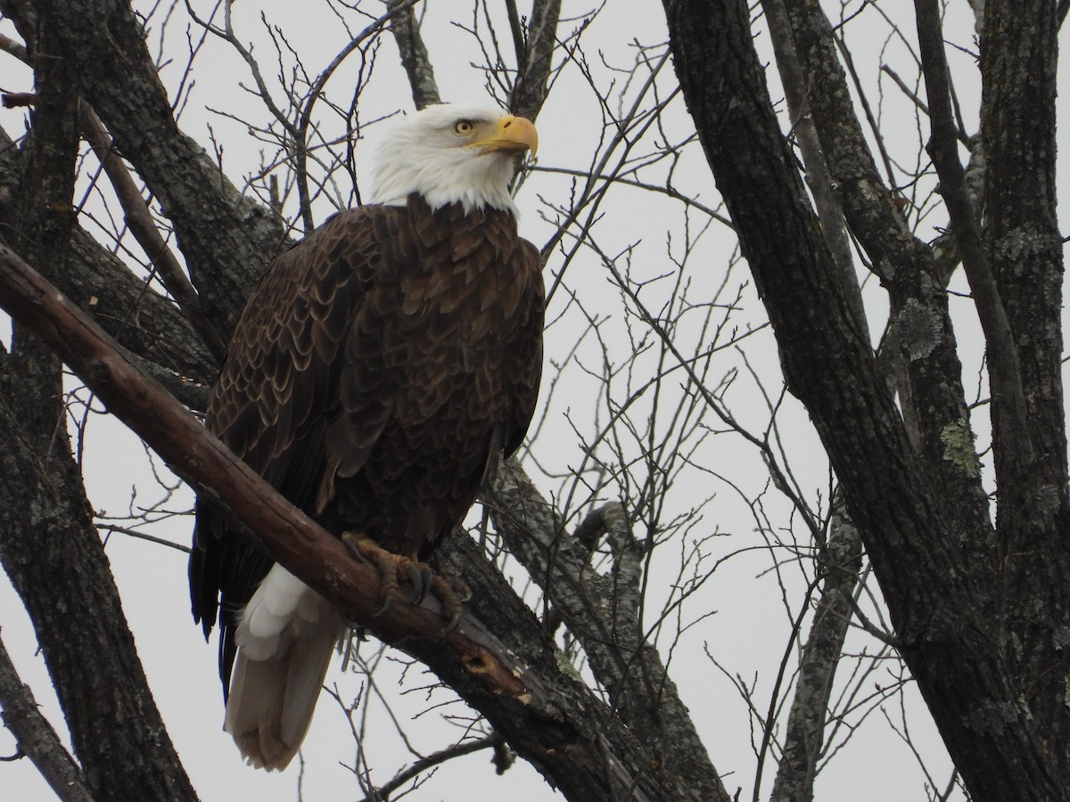 Pygargue à tête blanche - ML646596441