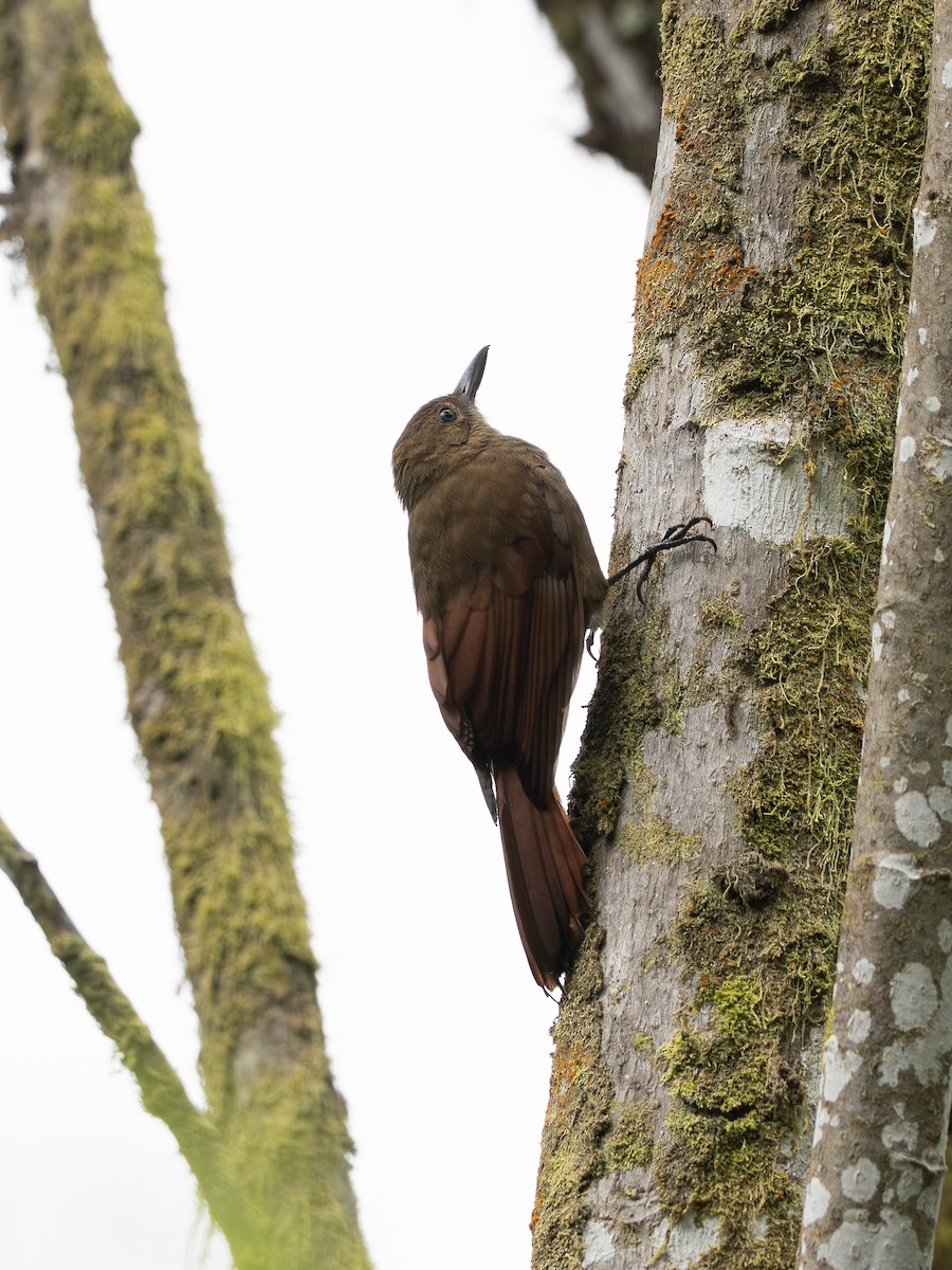 Дятловый древолаз - ML646596442