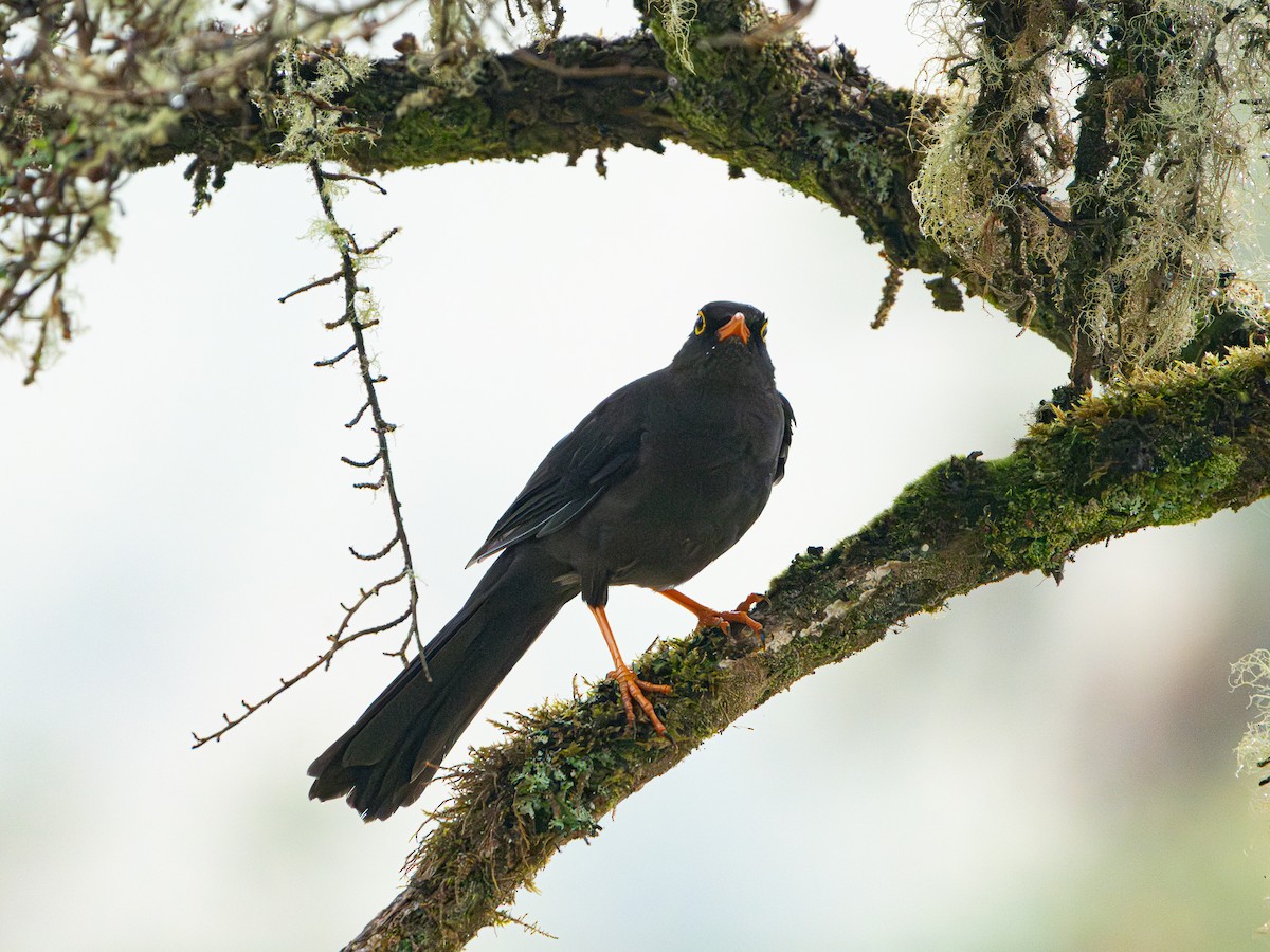 Riesendrossel - ML646596445