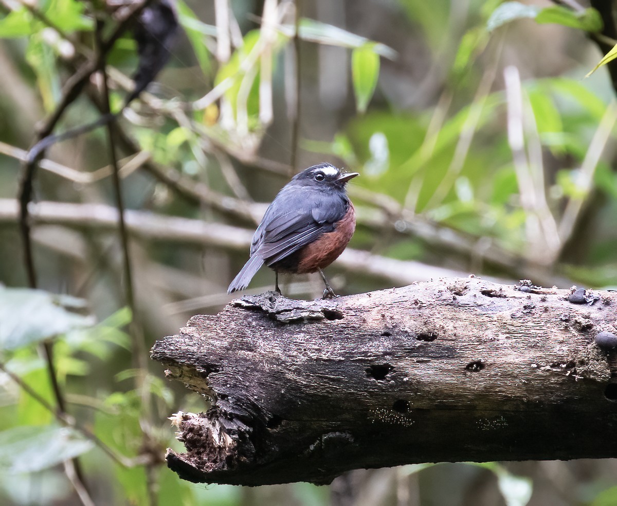 Chestnut-bellied Chat-Tyrant - ML646596446