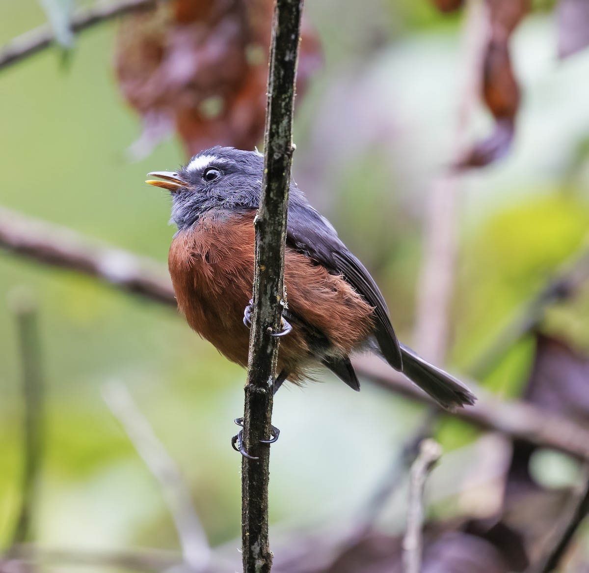 Chestnut-bellied Chat-Tyrant - ML646596447