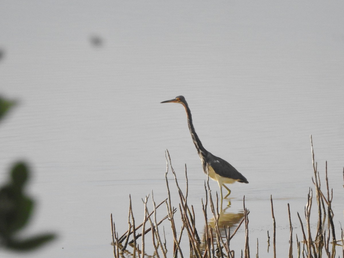 Tricolored Heron - ML646596451