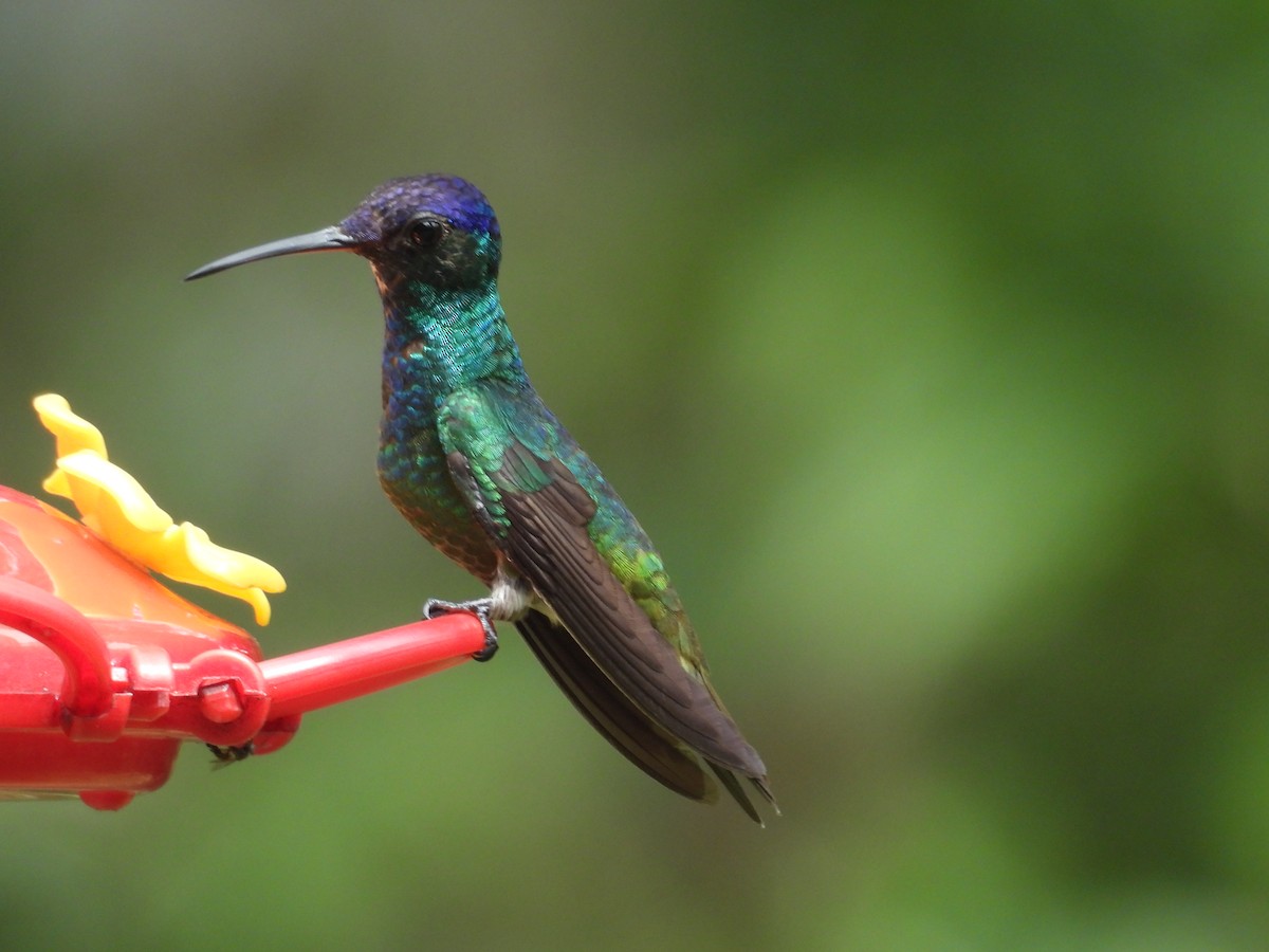 kolibřík zlatochvostý - ML646596458