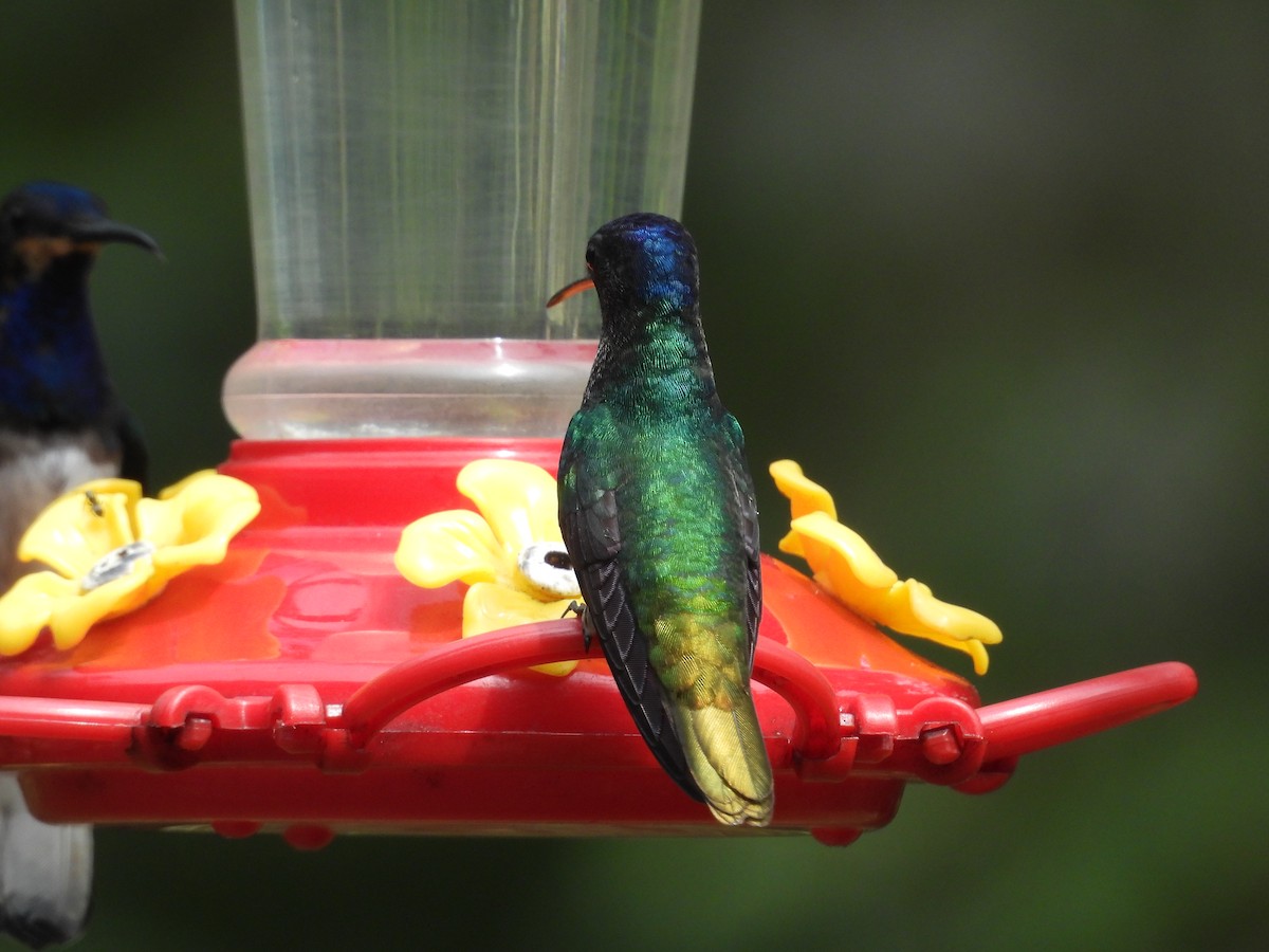 kolibřík zlatochvostý - ML646596459