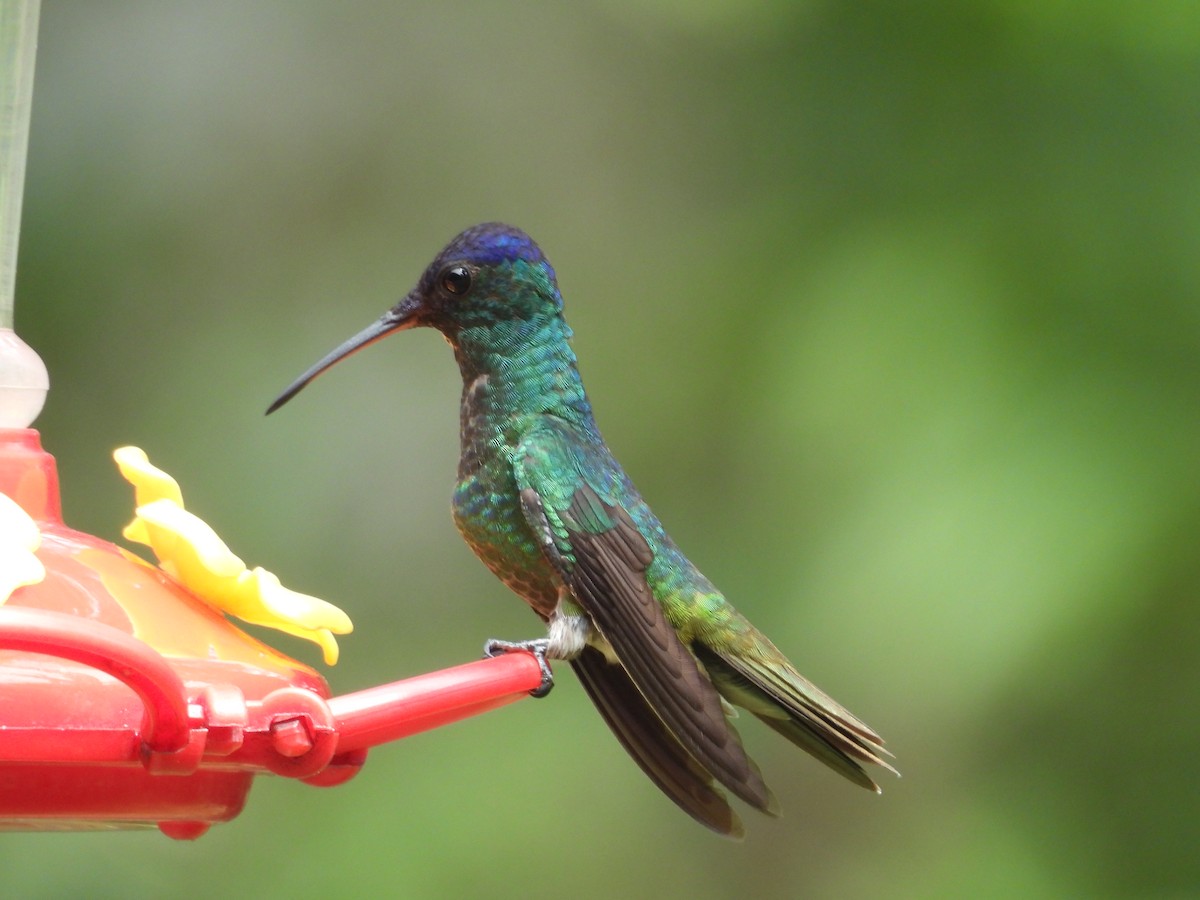 kolibřík zlatochvostý - ML646596460