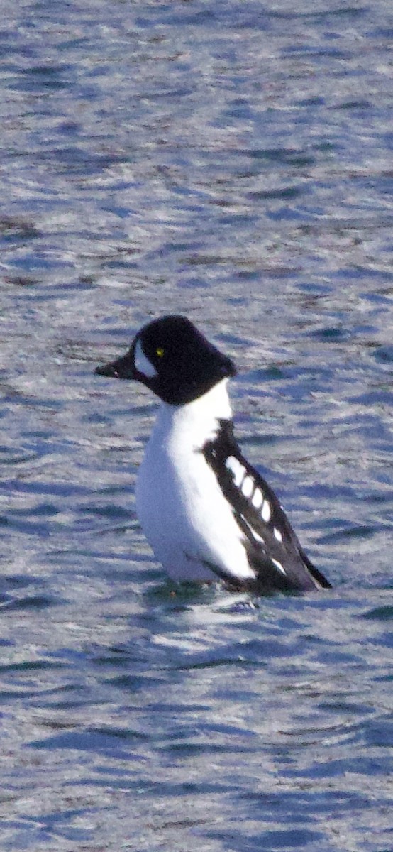 Barrow's Goldeneye - ML646596462