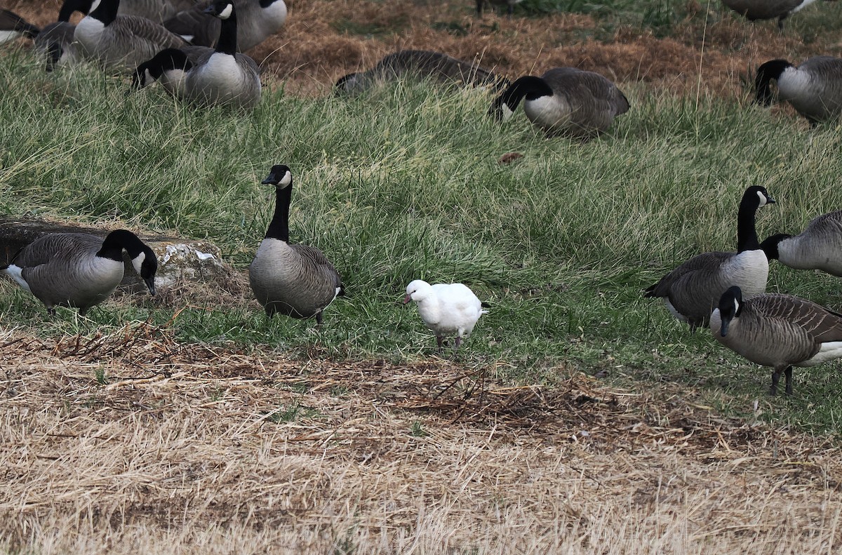 Ross's Goose - ML646596463